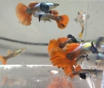 GUPKA DUMBO PLATINUM RED TAIL