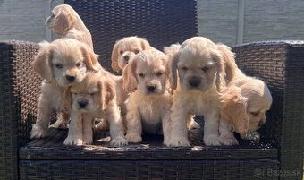 Americky Kokerspaniel-steniatka