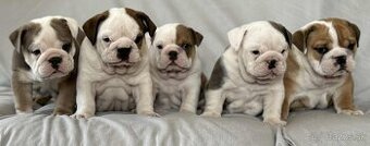 Anglicky Bulldog-steniatka