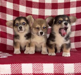 Welsh Corgi Pembroke