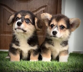 Welsh Corgi Pembroke