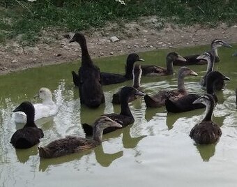 Indický bežec - mladé kačky a káčery