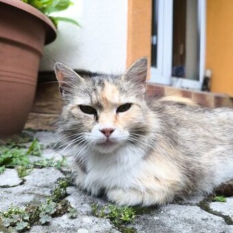 Darujem krásnu dlhosrstú mačičku - súrne
