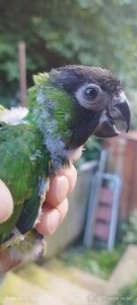 Aratinga Nanday