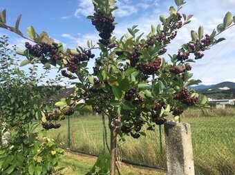 Aronia ciernoploda - Nero - stromkova forma