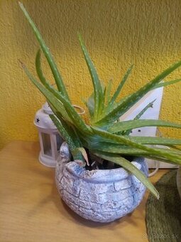 Predám Aloe vera v kvetináči