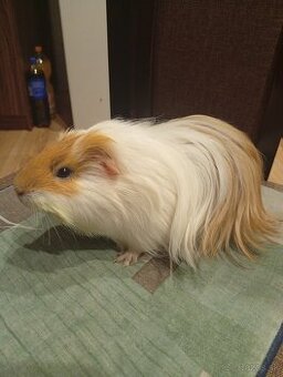 morské prasiatko Silkie (Sheltie)