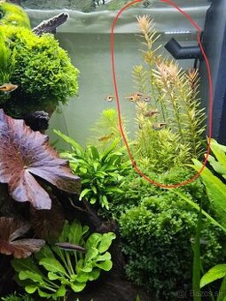 Rotala rotundifolia