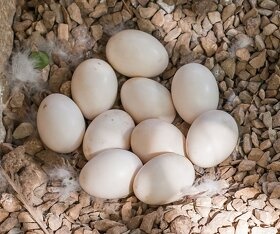 Pekinske rychlorastuce kačky nasadove vajcia