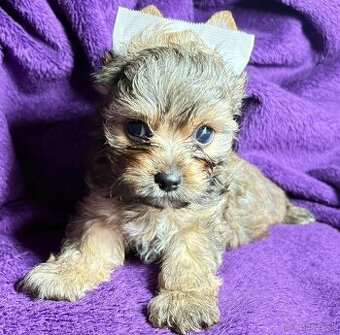 Yorkshire Terrier s PP
