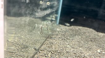 Corydoras pygmaeus - 1