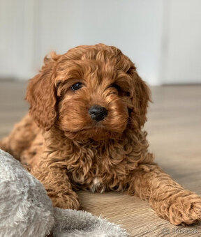 Kúpim Maltipoo alebo Cavapoo