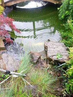 KOI kapre