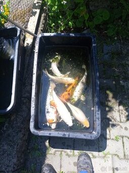 KOI kapre
