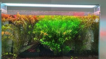 Akvarijne rastliny