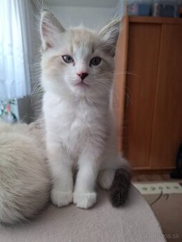 Ragdoll kocúrik -seal lynx bicolour