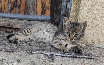Darujem malé mačiatka