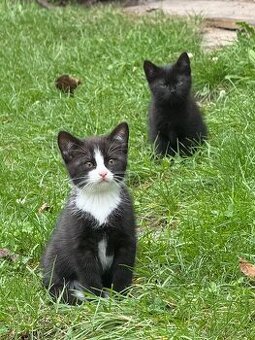 Darujeme krásne mačiatka