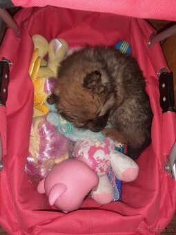Trpasličí špica pomerian - 1