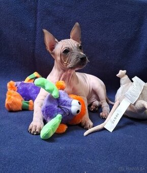 Americký bezsrstý teriér s PP FCI