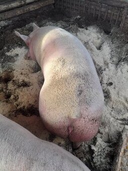 PREDAM JATOČNE OŠIPANE