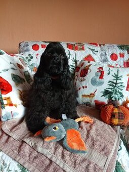 Americký kokeršpaniel/s pp