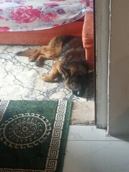 Darujem nemeckého ovčiaka vek  rok a pol