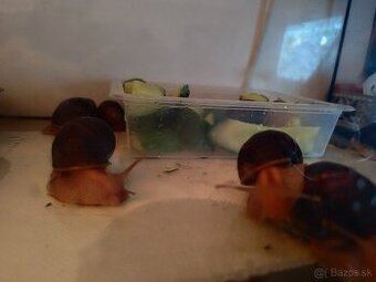 Achatina africké slimáky