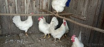 Predám násadové vajcia leghorn