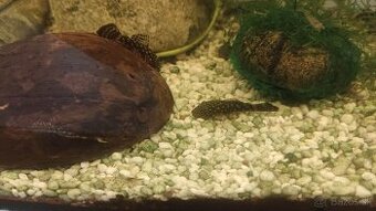 Prídavník,Ancitrus