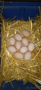 Násadové vajíčka - hodvábničky