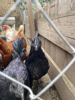 Ayam Cemani