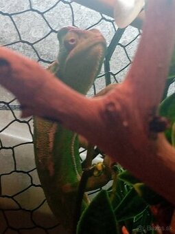 Chameleón jemenský