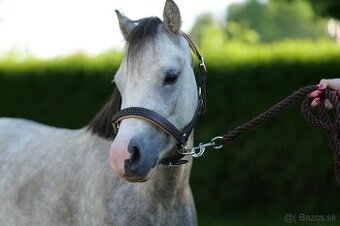 Welsh Pony