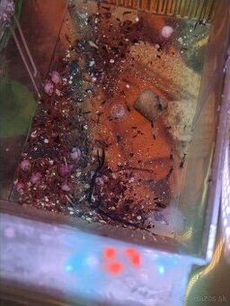 Krevetky neocaridina modre