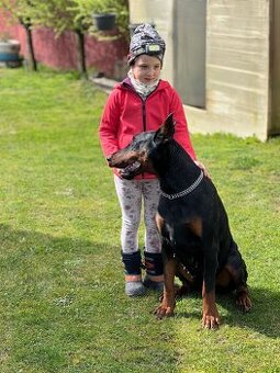 Doberman