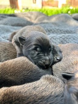 Belgicky ovčiak malinois