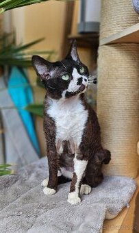 Devon rex kocour s PP