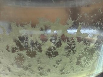 Živé krmivo/Mikra/Microworms