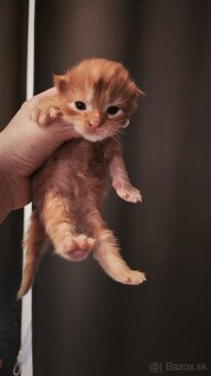 Ryšavý kocúrik Maine coon k rezervácii, aj na splátky