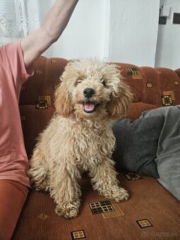 Maltipoo