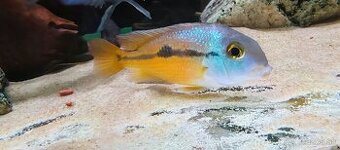 ‼️Hypsophrys Nicaraguensis‼️