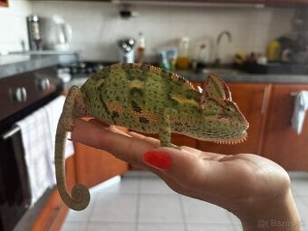 Chameleón jemensky