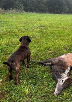 Hanoverský farbiar na krytie