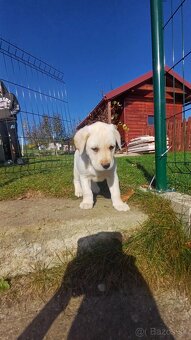 Šteňatá labrador čistokrvný