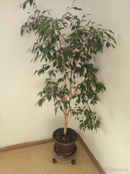 Izbova rastlina Fikus