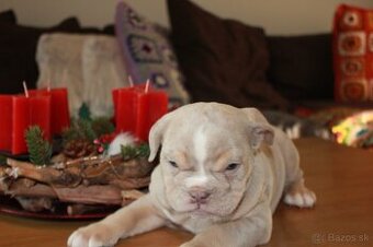 Anglický buldog, englisch buldog - 1