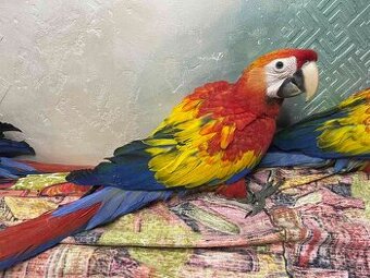 Ara arakanga (macao) - 1