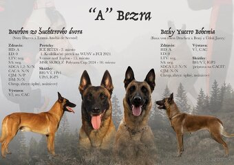 Belgický ovčiak malinois