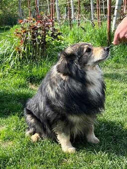 Dasty - pes na adopciu